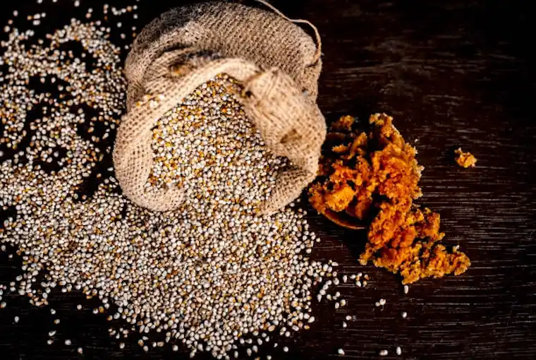 Pearl Millet (Bajra)