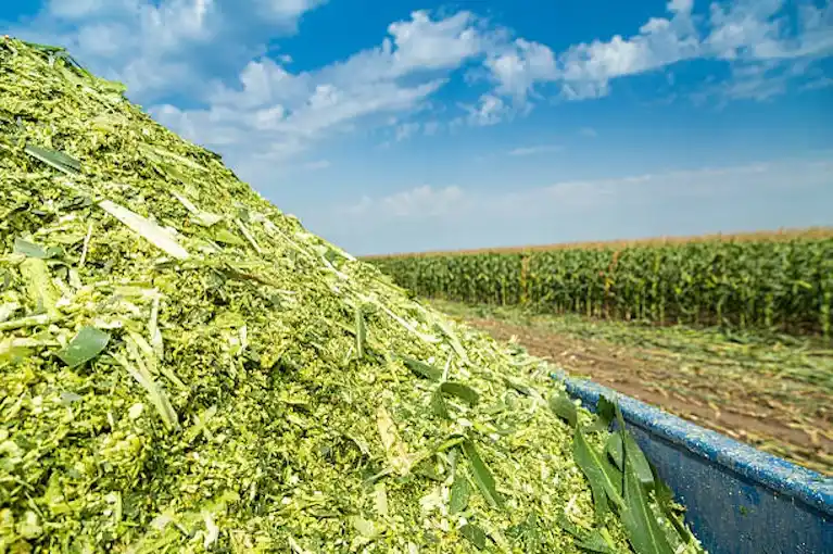 Corn Silage