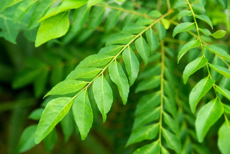 Curry Leaves (Kadi Patta)