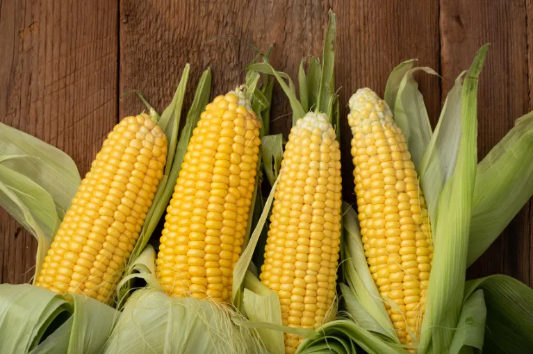Dent Corn