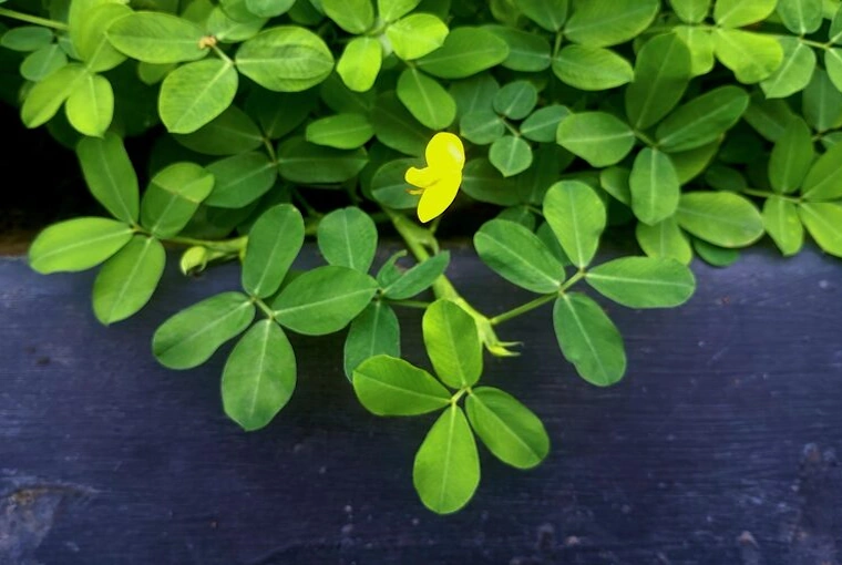 Fenugreek Leaf