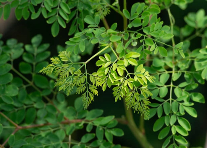 Moringa Plant