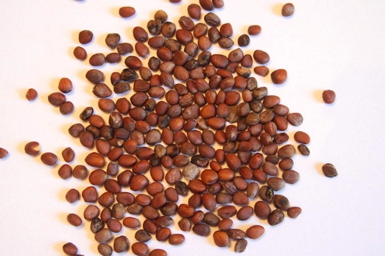 Oil Seeds