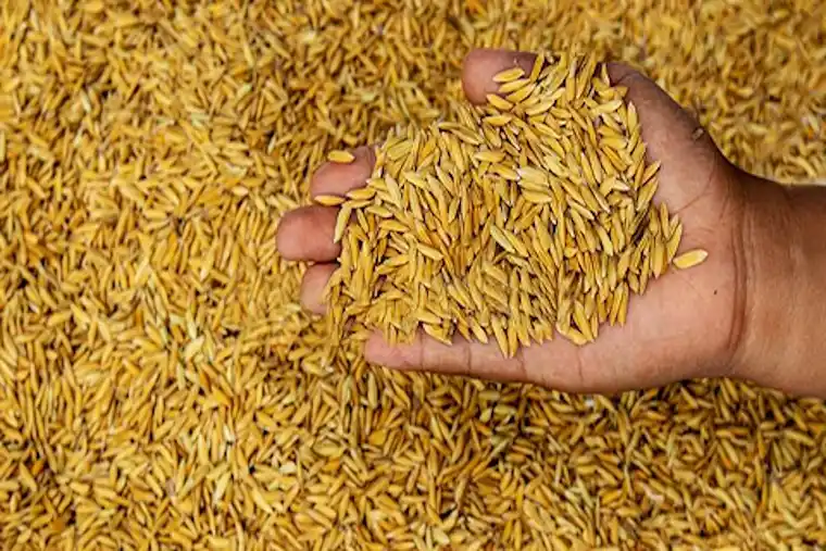 Rice Seeds