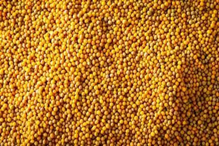 Yellow Mustard Seeds