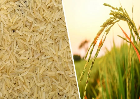 Here at Gurusharanam Agro Foods Private Limited