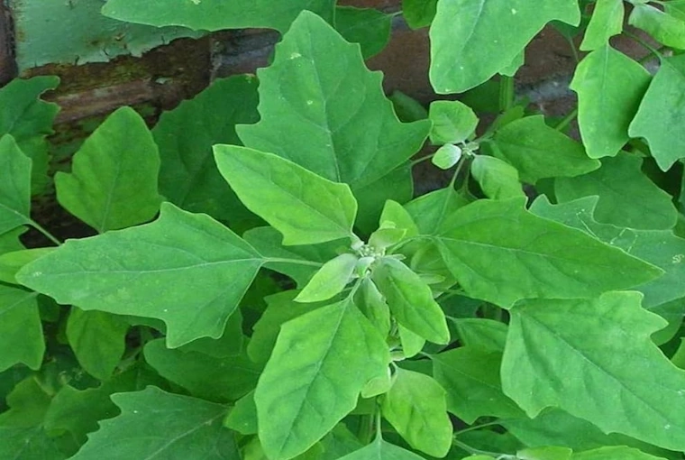Bathua (Chenopodium)