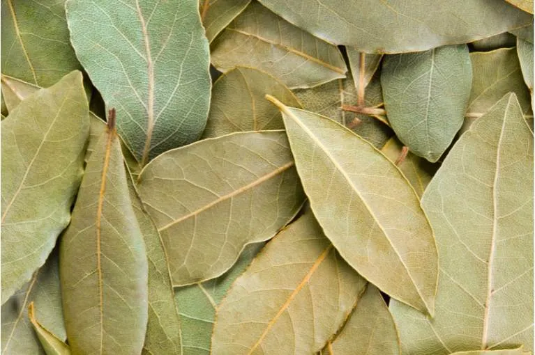 Bay Leaves