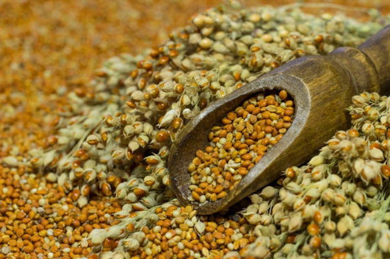 Canary Seed Millet
