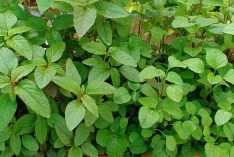 Amaranth Leaves (Chaulai)