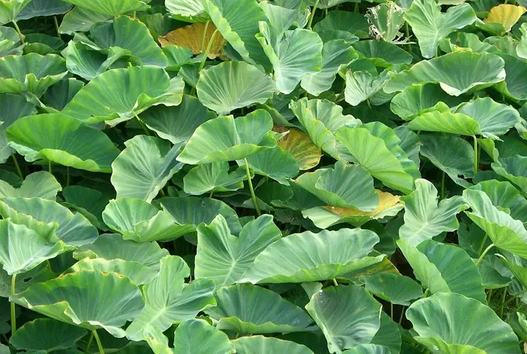 Colocasia Leaves (Arbi ke patte)