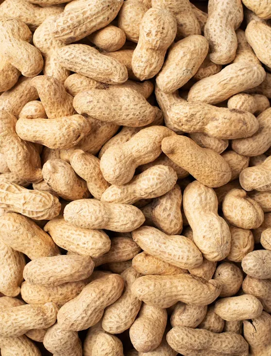  Groundnut