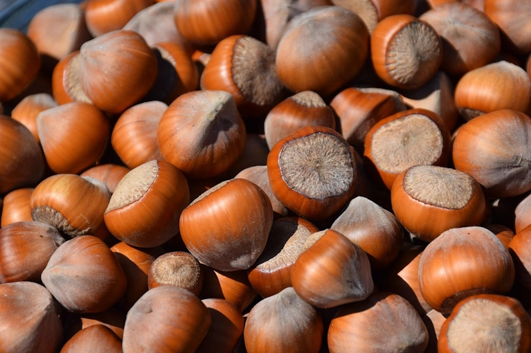 Hazelnuts (In-shell)