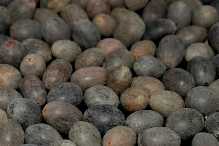 Raw Makhana Seeds