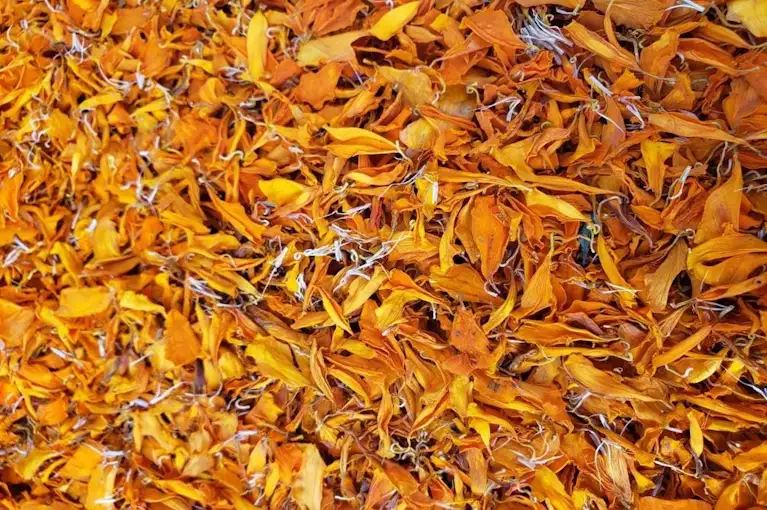 Marigold Petals