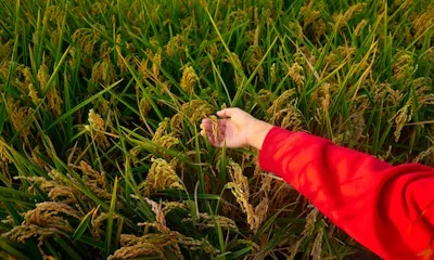 Myanmar Agriculture Network
