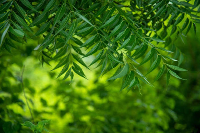 Neem Plant