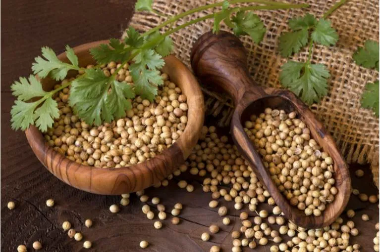 Organic Coriander Seeds