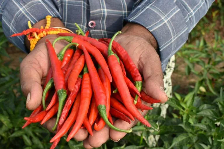 Organic Red Chilli