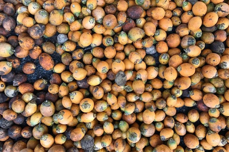 Palm Kernel Seeds