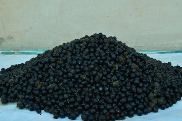 Raw Makhana for Processing Grade