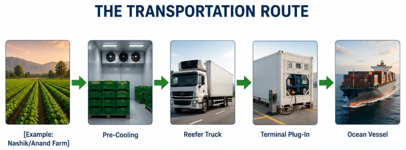 The Transportation Route