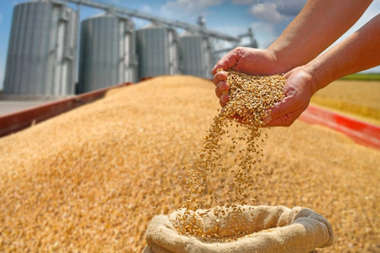 Wheat for Human Consumption