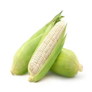 White Maize Non GMO