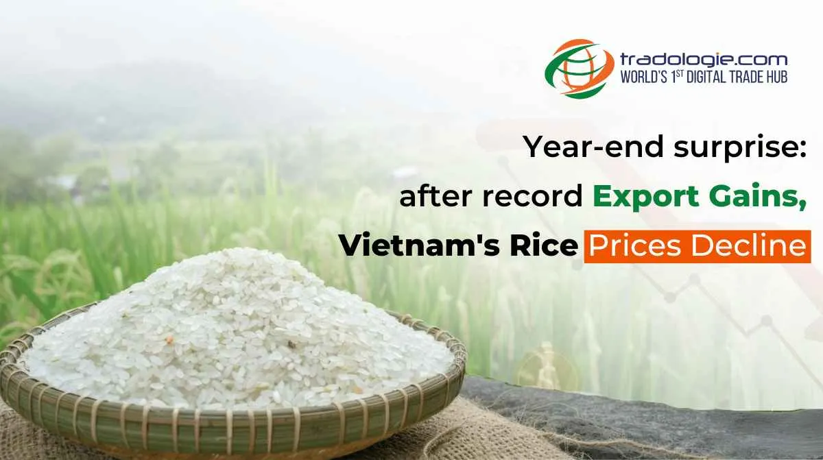 Year-End Surprise: After Record Export Gains, Vietnam's Rice Prices Decline