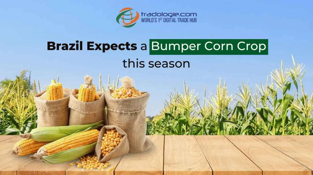 Brazil Expects a Bumper Corn Crop This Season