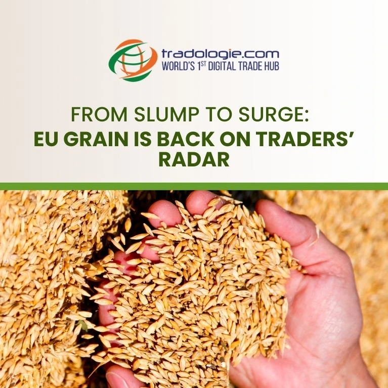 From Slump to Surge: EU Grain Is Back on Traders Radar