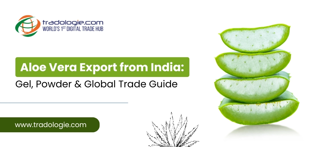 Aloe Vera Export from India