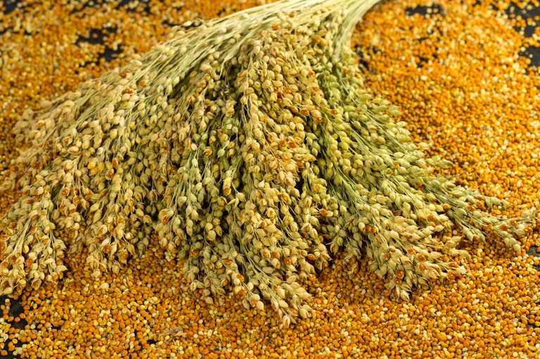 Barnyard Millet