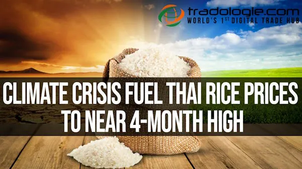 Climate Crisis Fuel Thai Rice Prices To Near 4-Month High