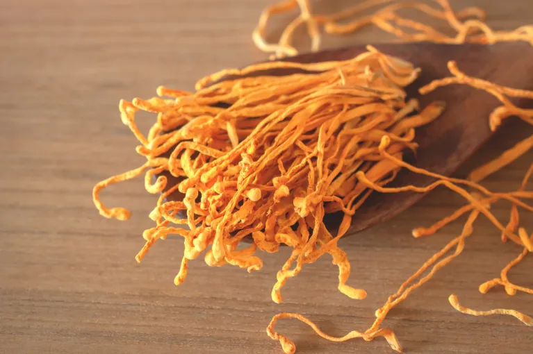 Cordyceps Militias Mushroom