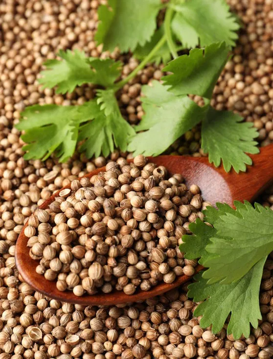 Coriander Seeds
