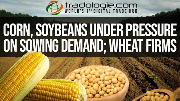 Corn, Soybeans Under Pressure On Sowing Demand: Wheat Firms