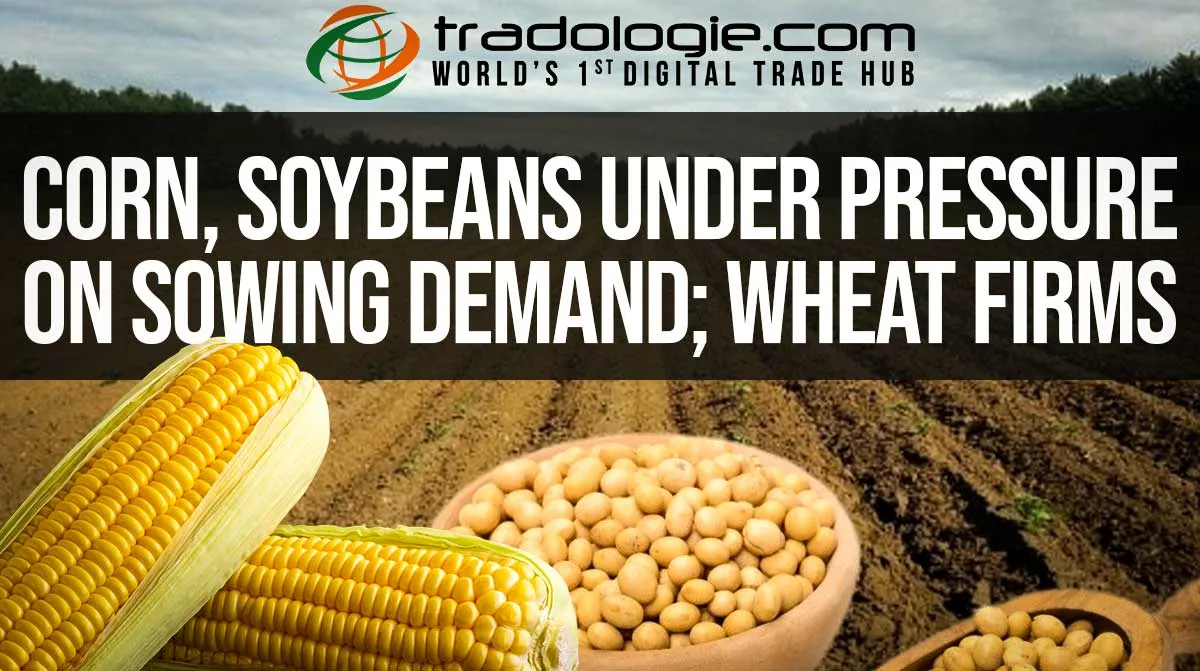 Corn, Soybeans Under Pressure On Sowing Demand: Wheat Firms