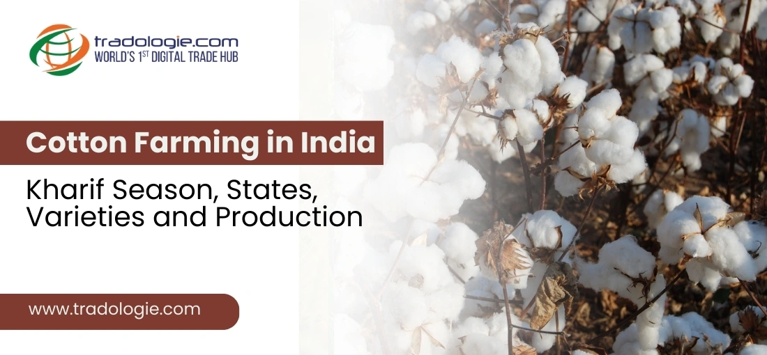 Cotton Farming in India