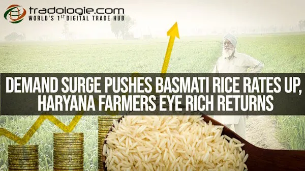 Demand Surge Pushes Basmati Rice Rates Up, Haryana Farmers Eye Rich Returns