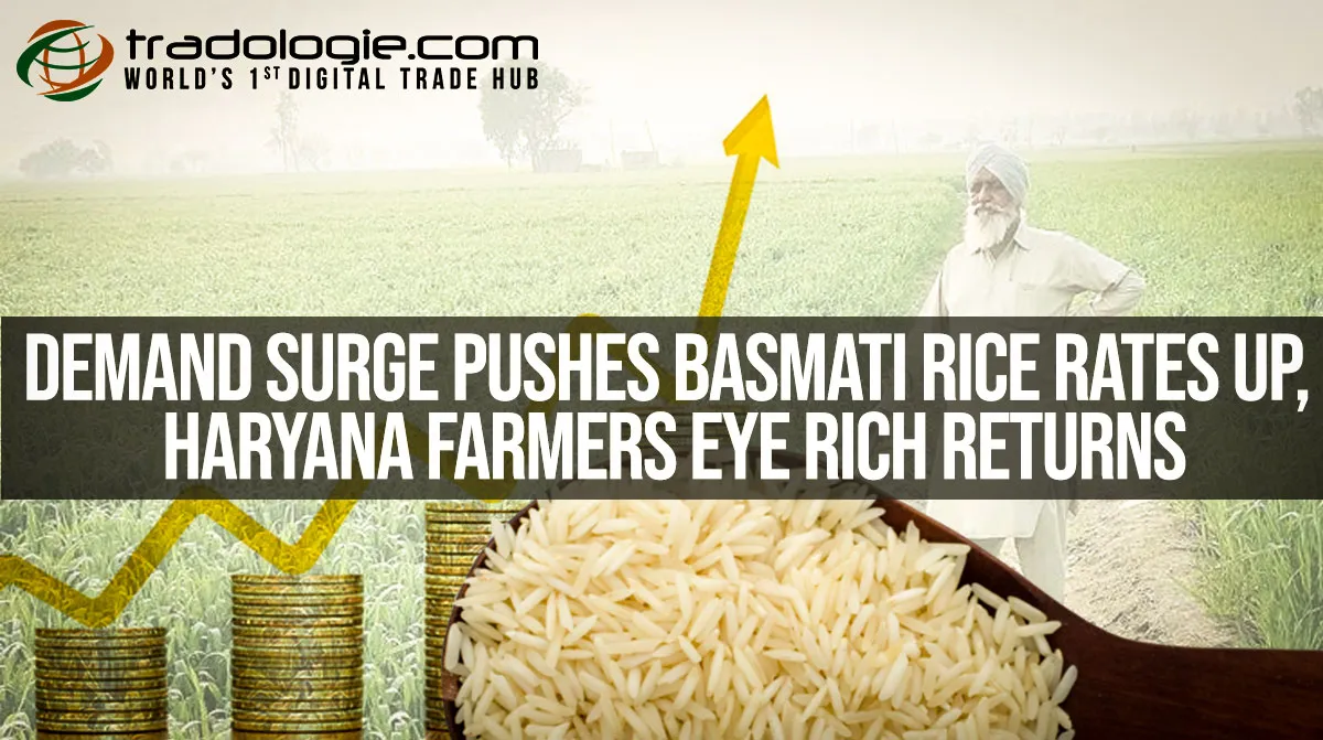 Demand Surge Pushes Basmati Rice Rates Up, Haryana Farmers Eye Rich Returns Demand Surge Pushes Basmati Rice Rates Up, Haryana Farmers Eye Rich Returns