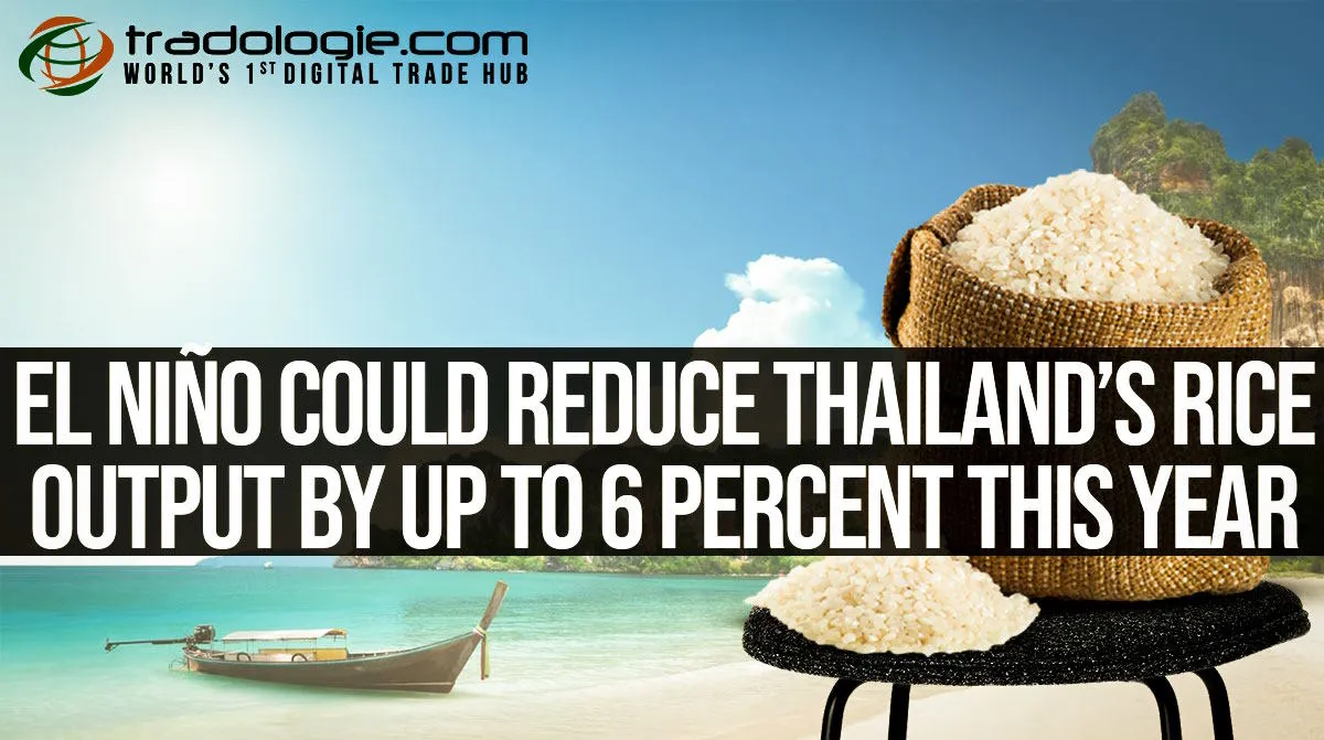 El Nino Could Reduce Thailand Rice Output By Up To 6 Percent This Year