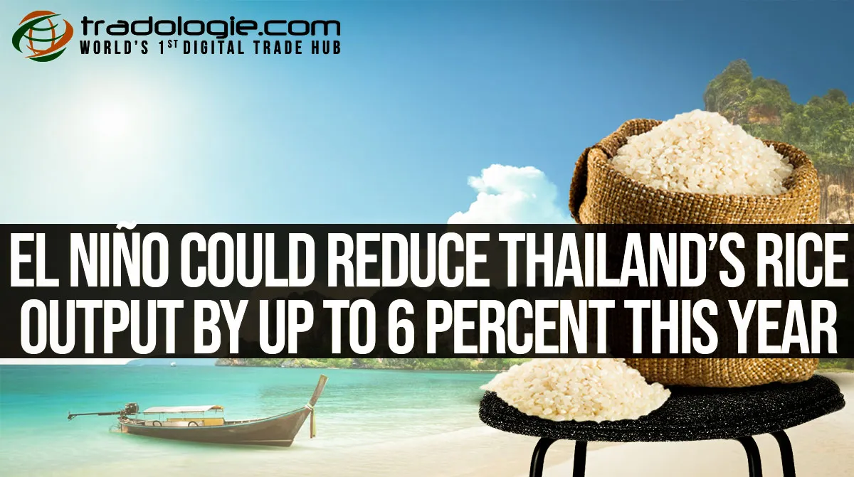 El Nino Could Reduce Thailand Rice Output By Up To 6 Percent This Year
