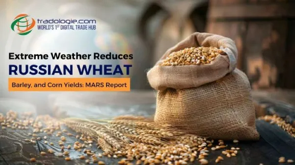 Extreme Weather Reduces Russian Wheat