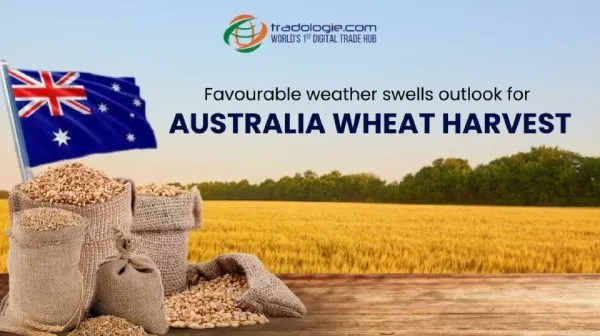 Favourable Weather Swells