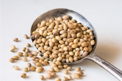 Coriander Seeds