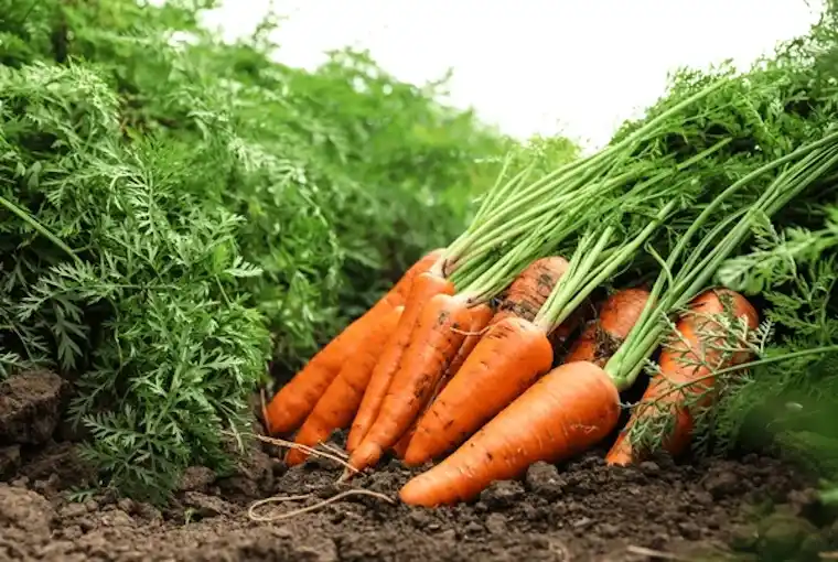 FRESH CARROT
