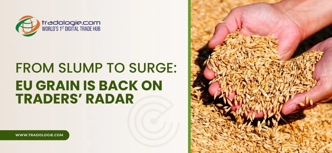 From Slump to Surge: EU Grain Is Back on Traders Radar