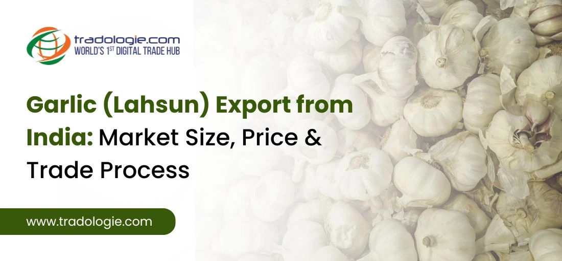 Garlic Export from India: Market Size, Prices, and the Global Trade Process