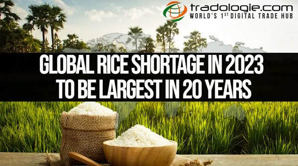 Global Rice Shortage In 2023 To Be Largest In 20 years